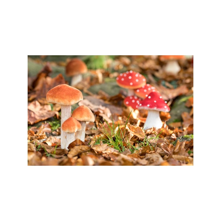 3 champignons sur socle en mousse — vue 3