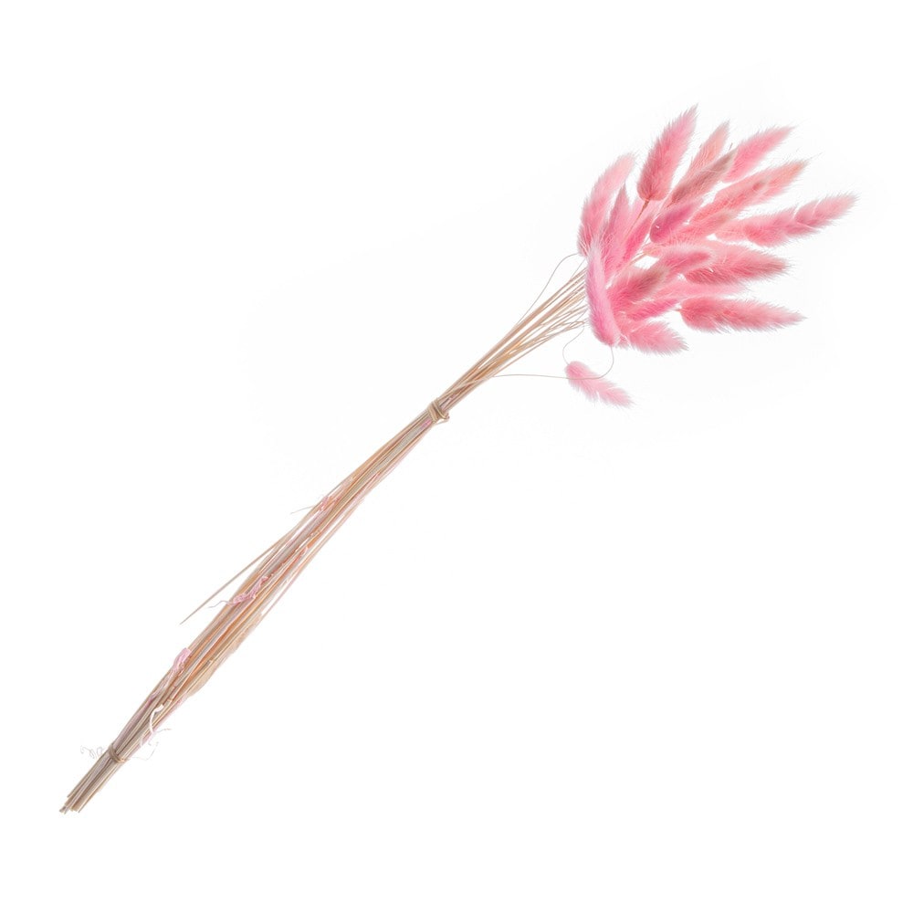 Bouquet de 25 tiges de lagurus, 50 cm