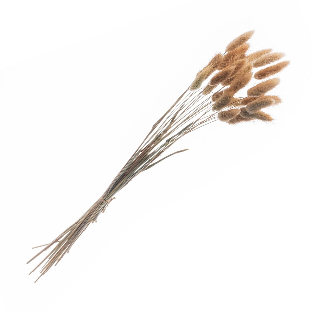 Bouquet de 25 tiges de lagurus, 50 cm — Naturel