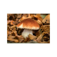 Champignon brun sur socle, 10 cm — vue 2